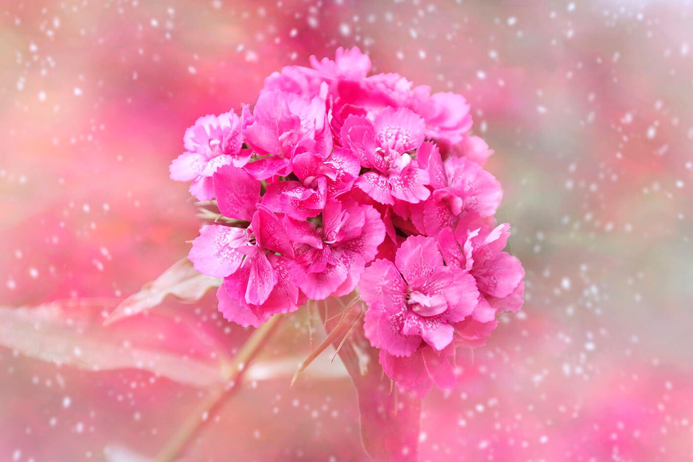Carnation si ƒe amadede nye pink