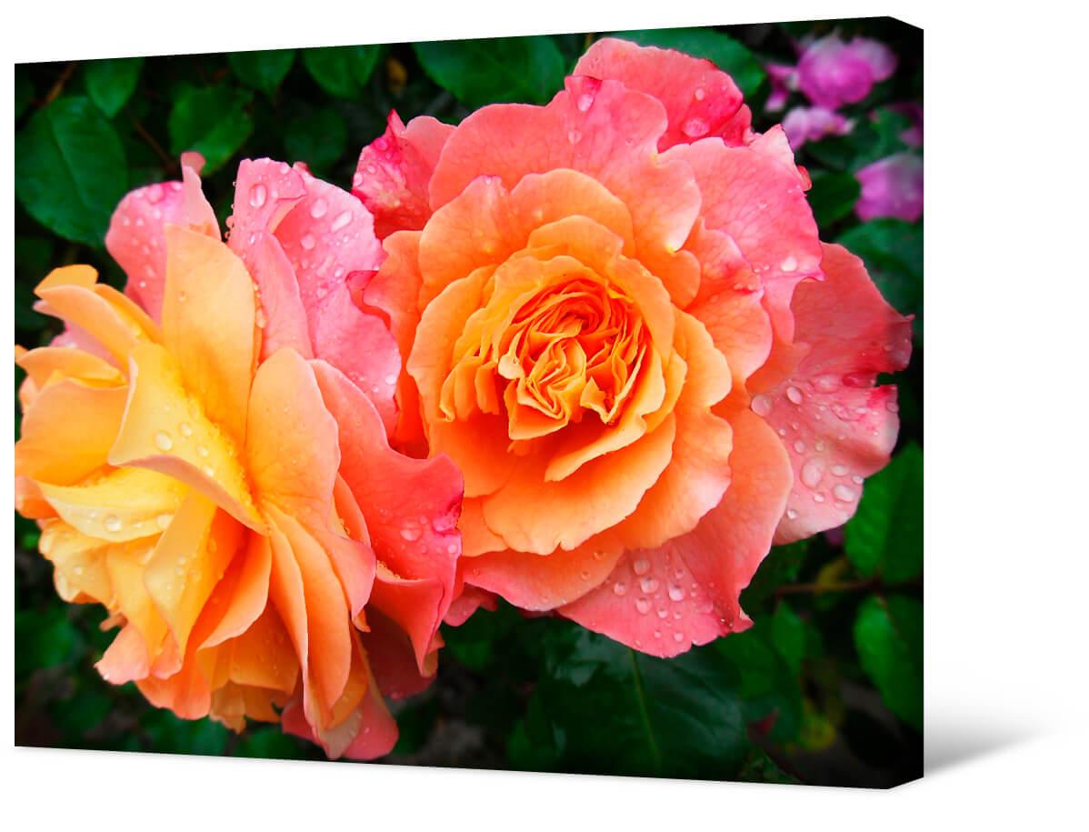 Picture Pink yellow roses