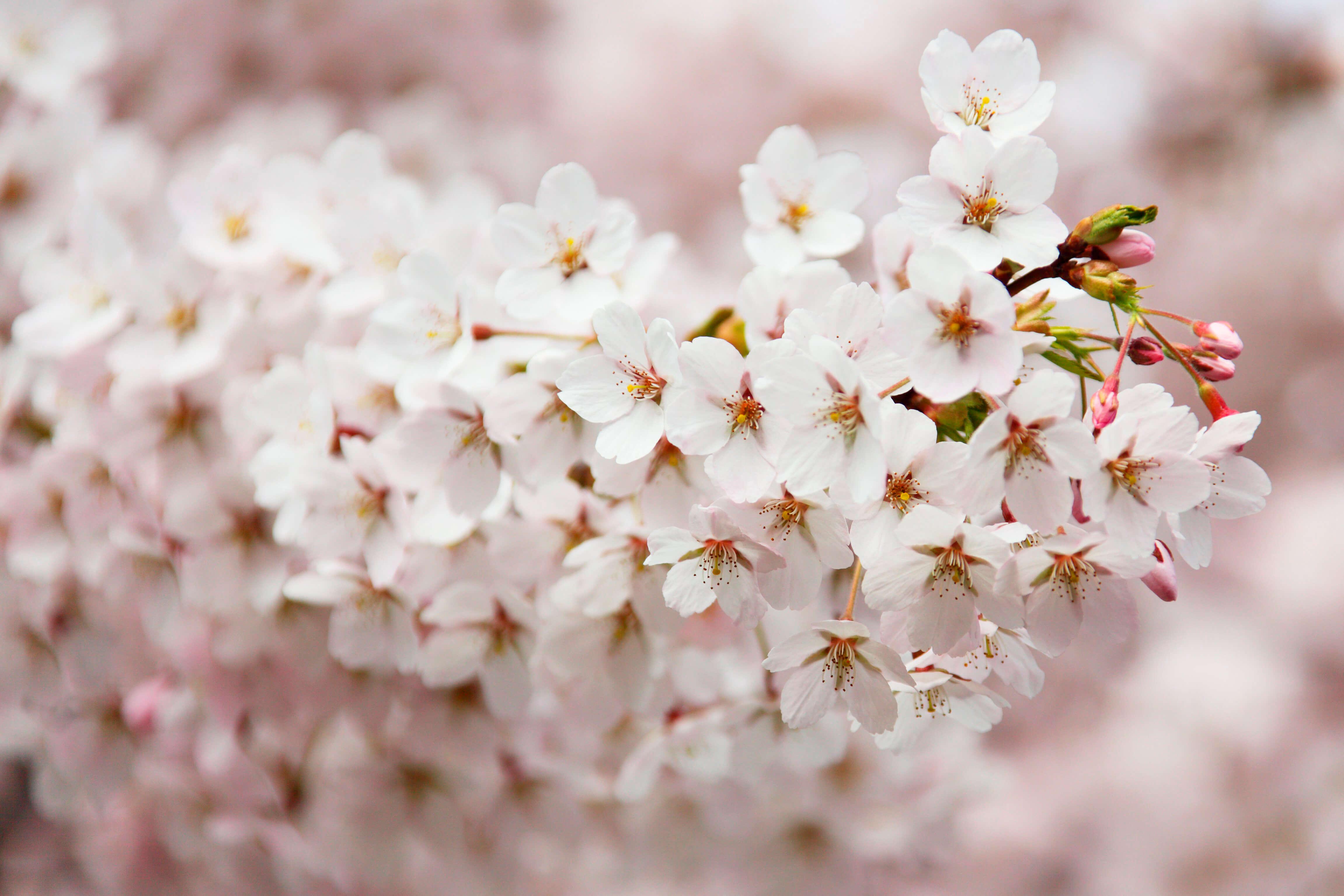 Blossoming cherry branch