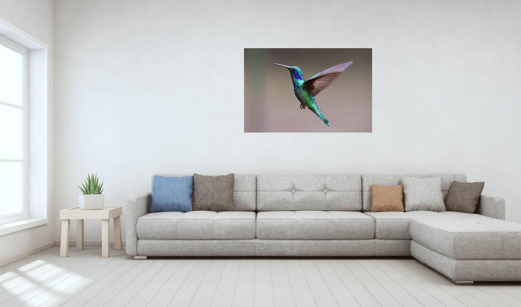 Picture Hummingbird 2