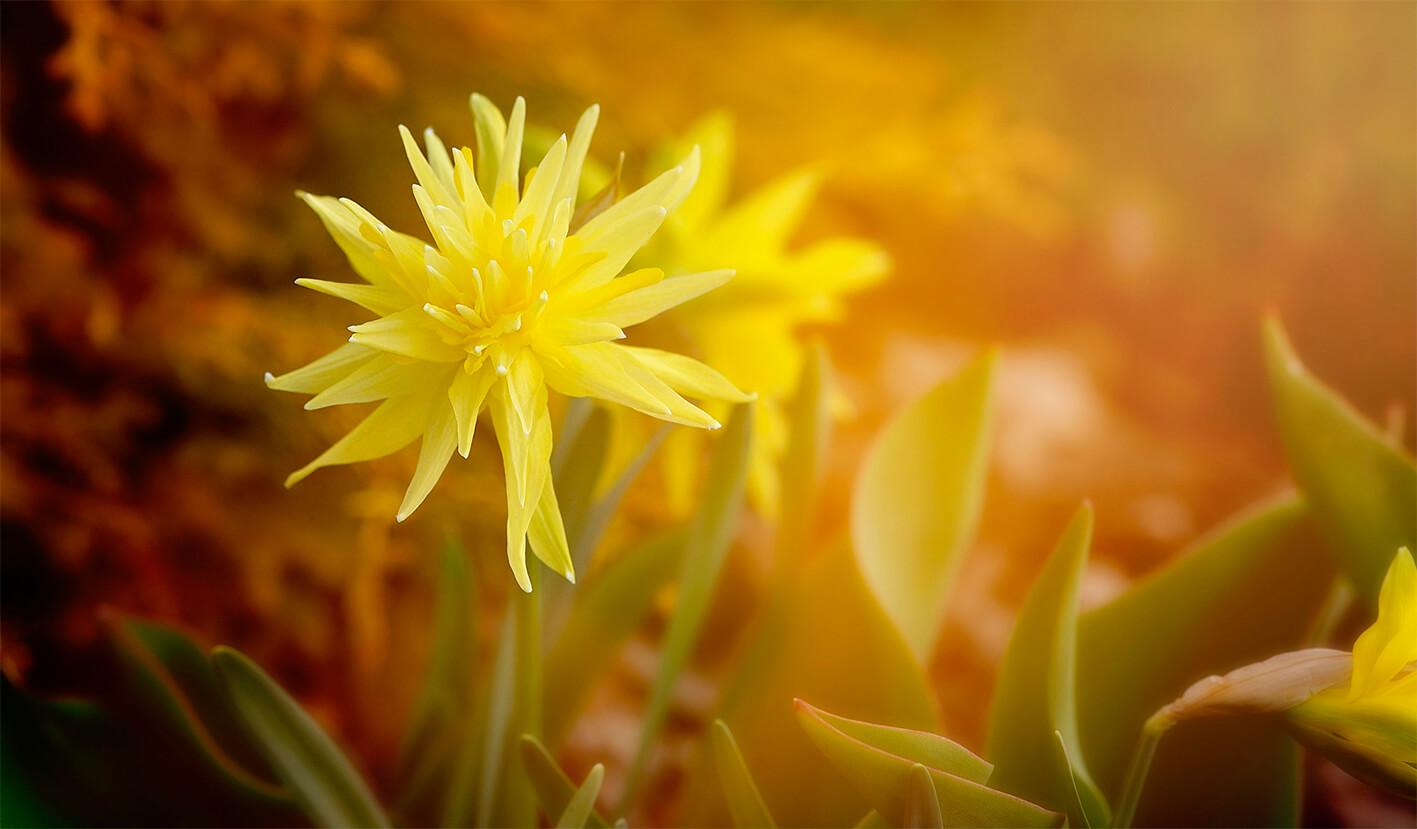 Leuchtend gelbe Blume