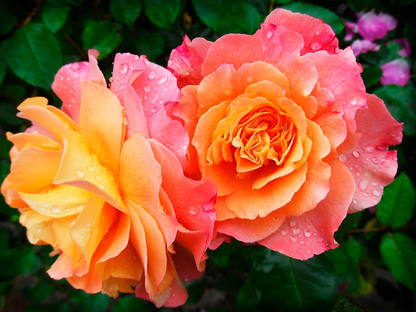 Rosa gelbe Rosen