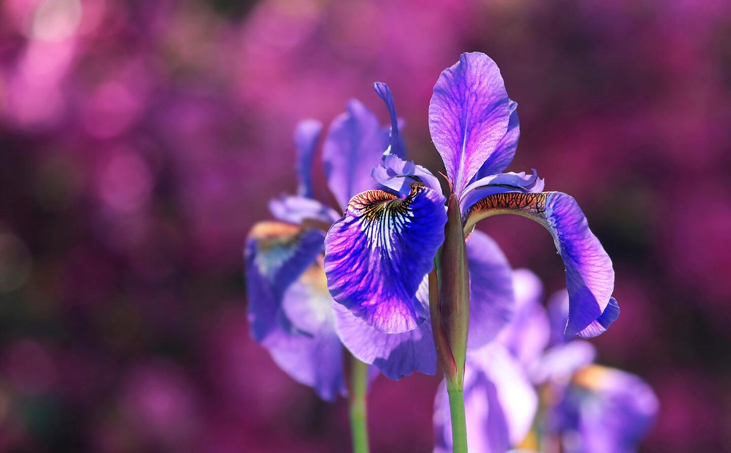 Purple marsh iris
