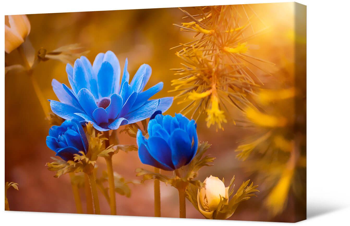 Paveikslėlis Mėlyni anemonai