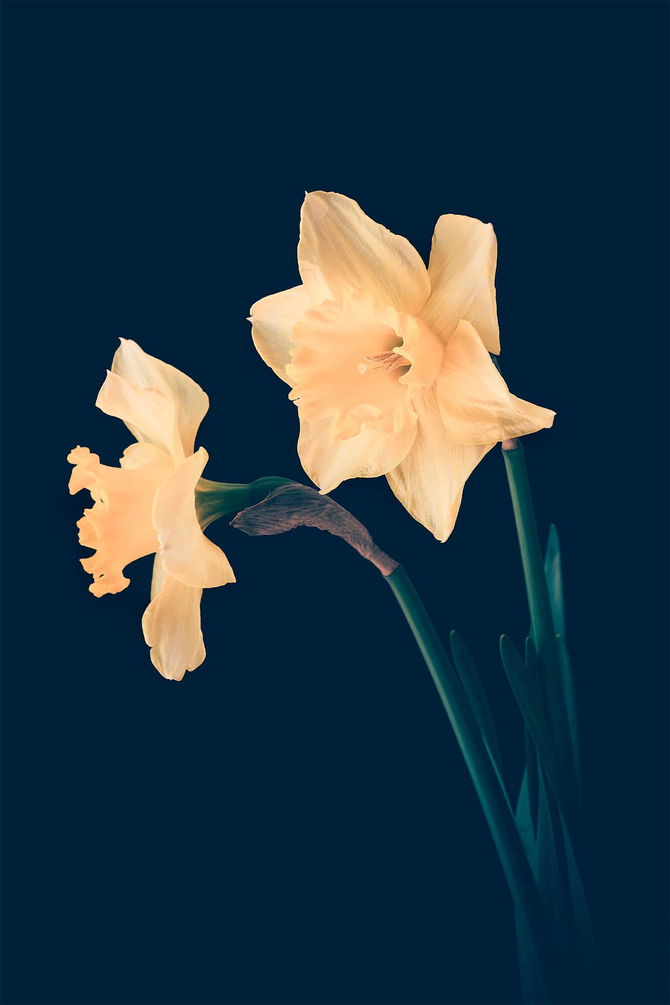 Daffodils ƒe lãwo