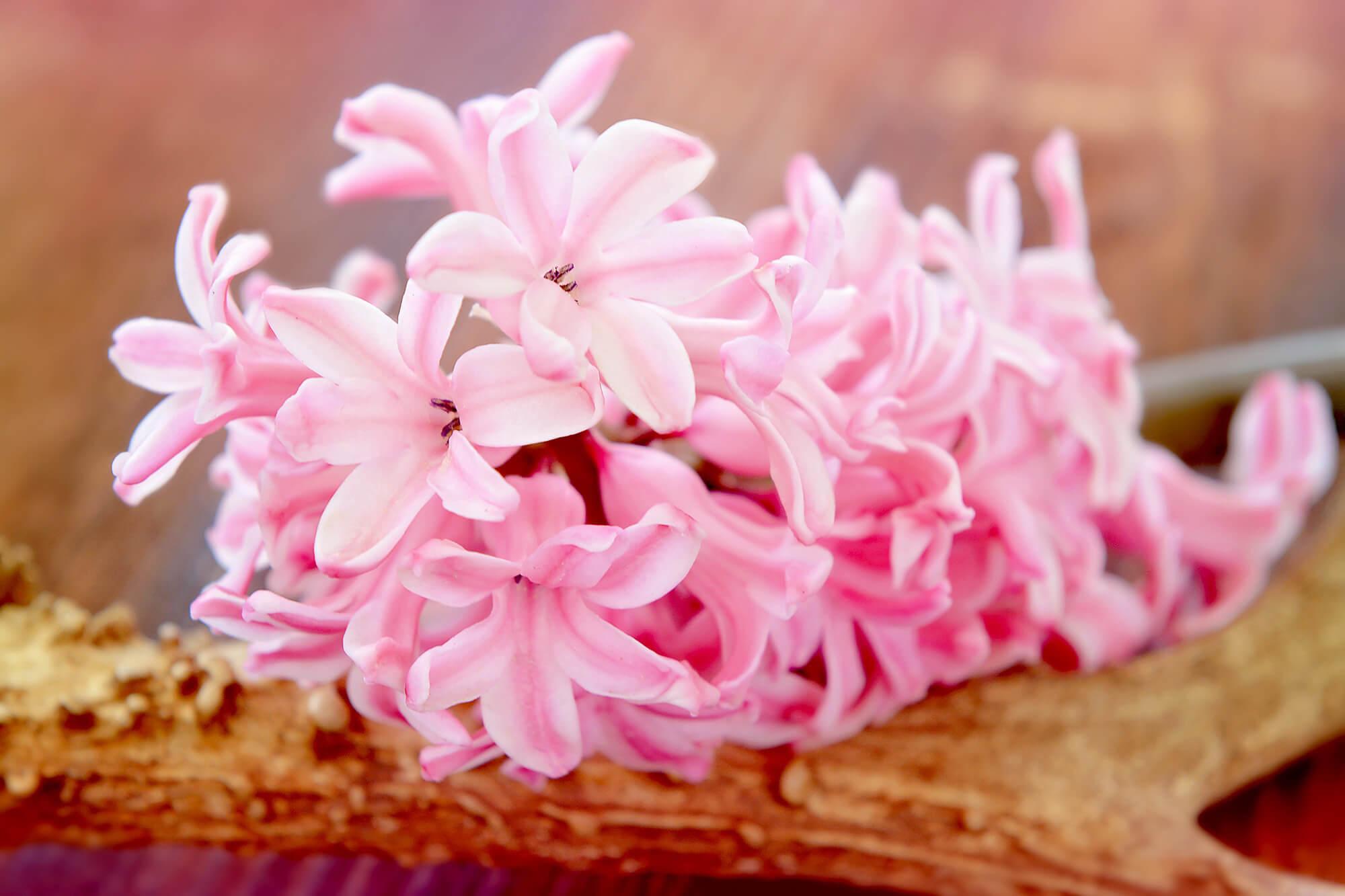 Rozā hiacintes ziedi