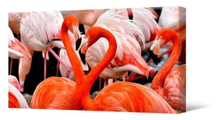 Bilde Flamingo