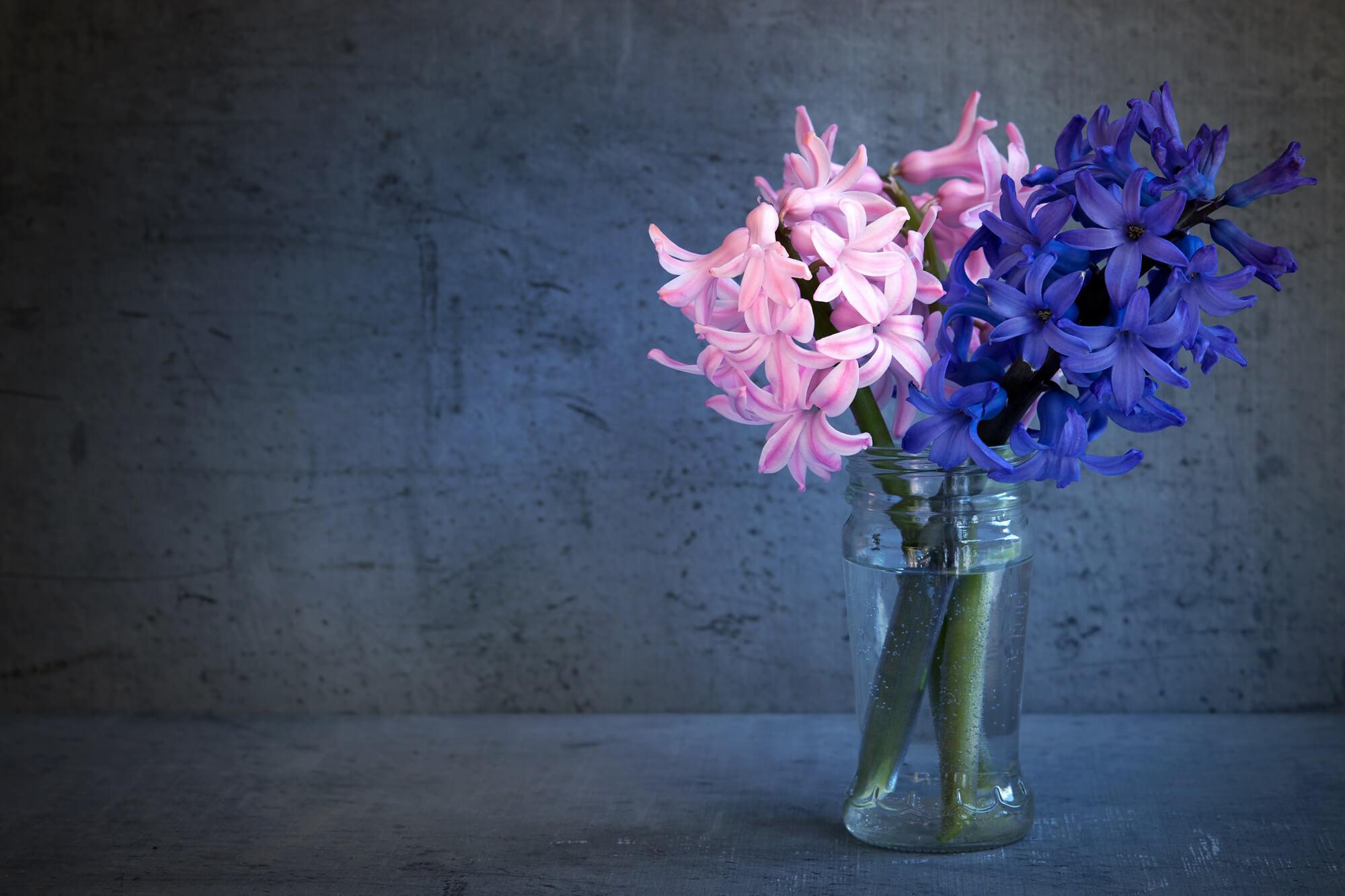 Mėlyni ir rožiniai hiacintai