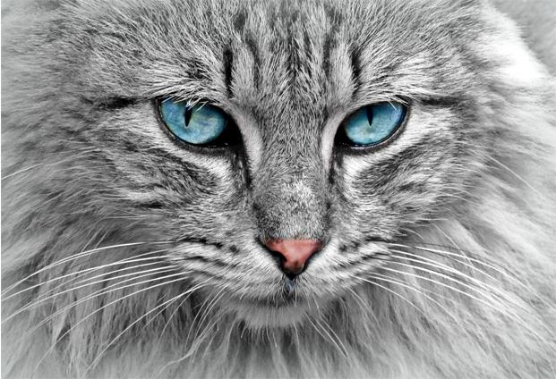 Bilde Pelēks zilacains kaķis 3