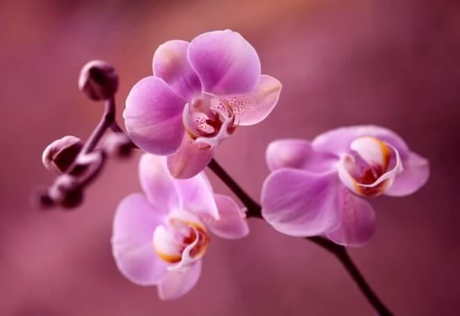 Paveikslėlis Orchidėja 3