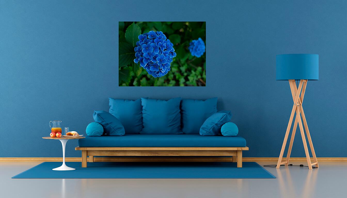 Picture Blue hydrangea 3