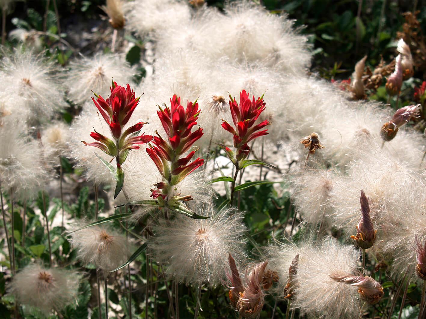 Red salvia and fluff