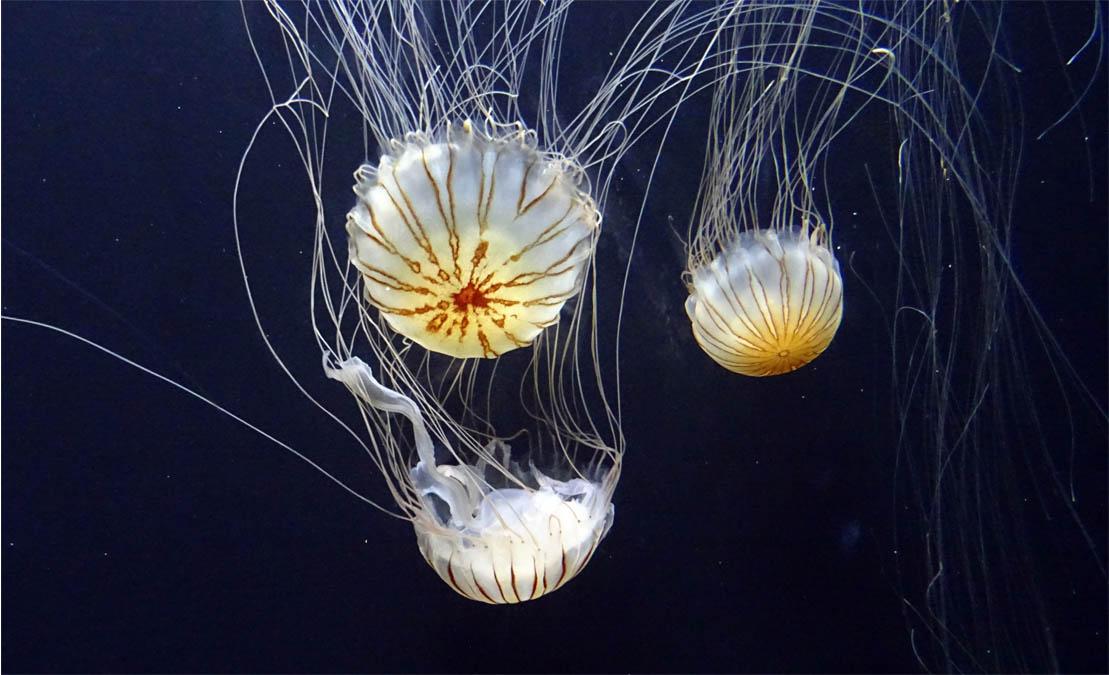 Picture Jellyfish 3