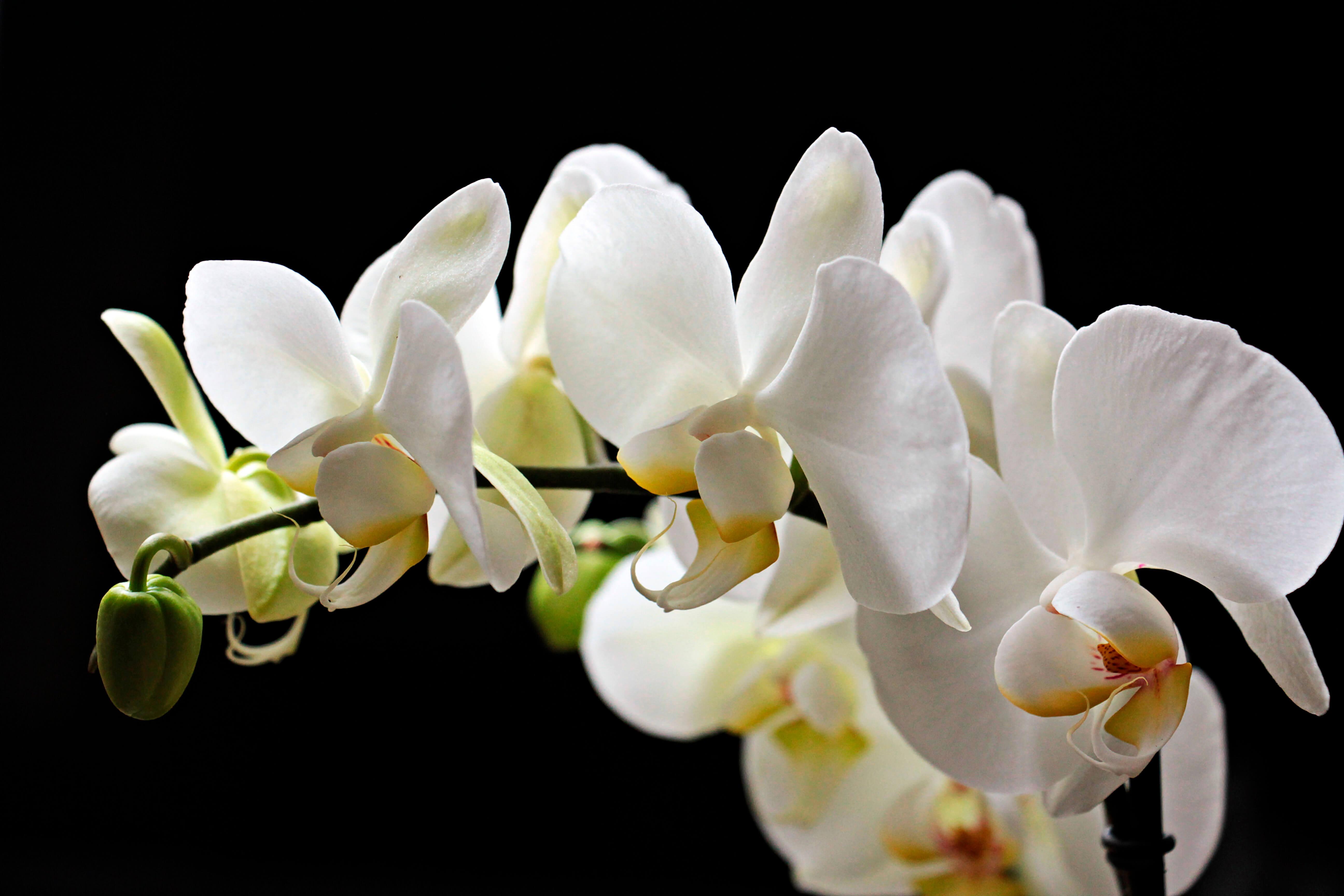 Balta orhideja uz melna fona