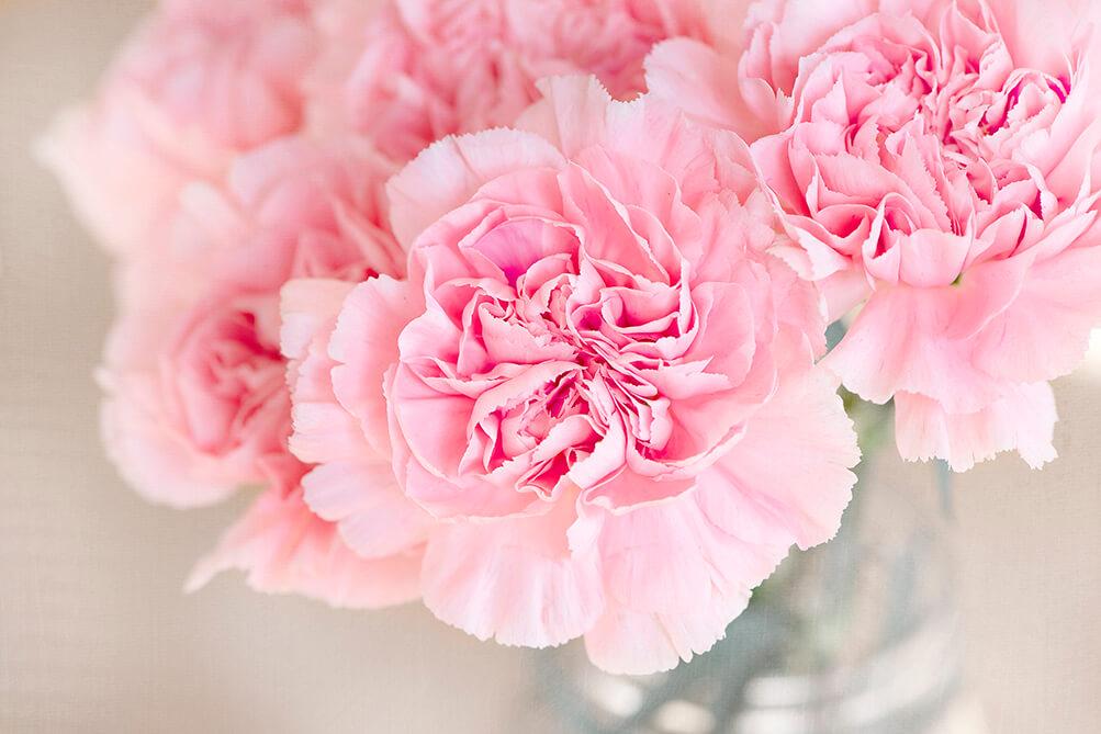 Carnation siwo ƒe amadede nye pink