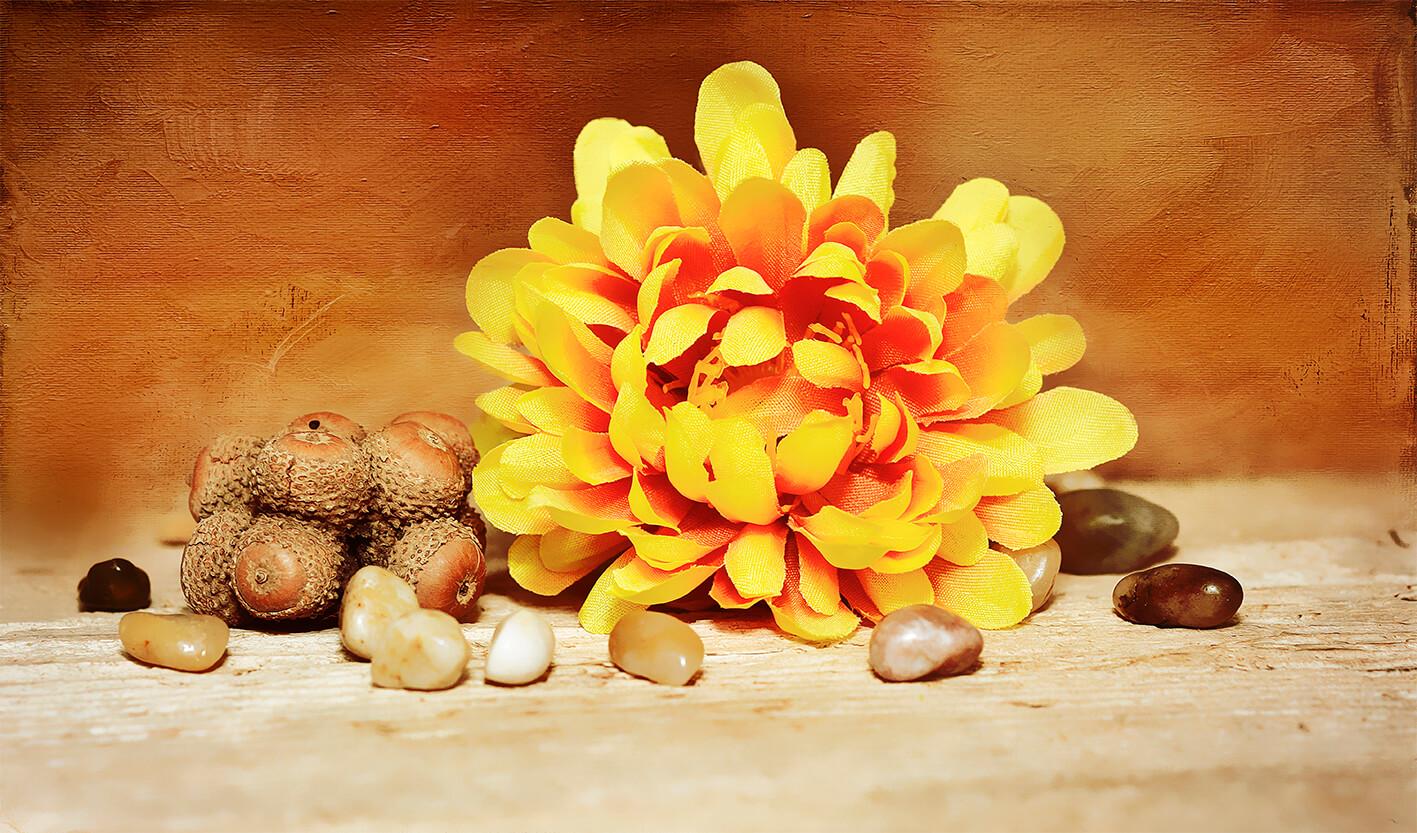 Still life with yellow flower and acorns