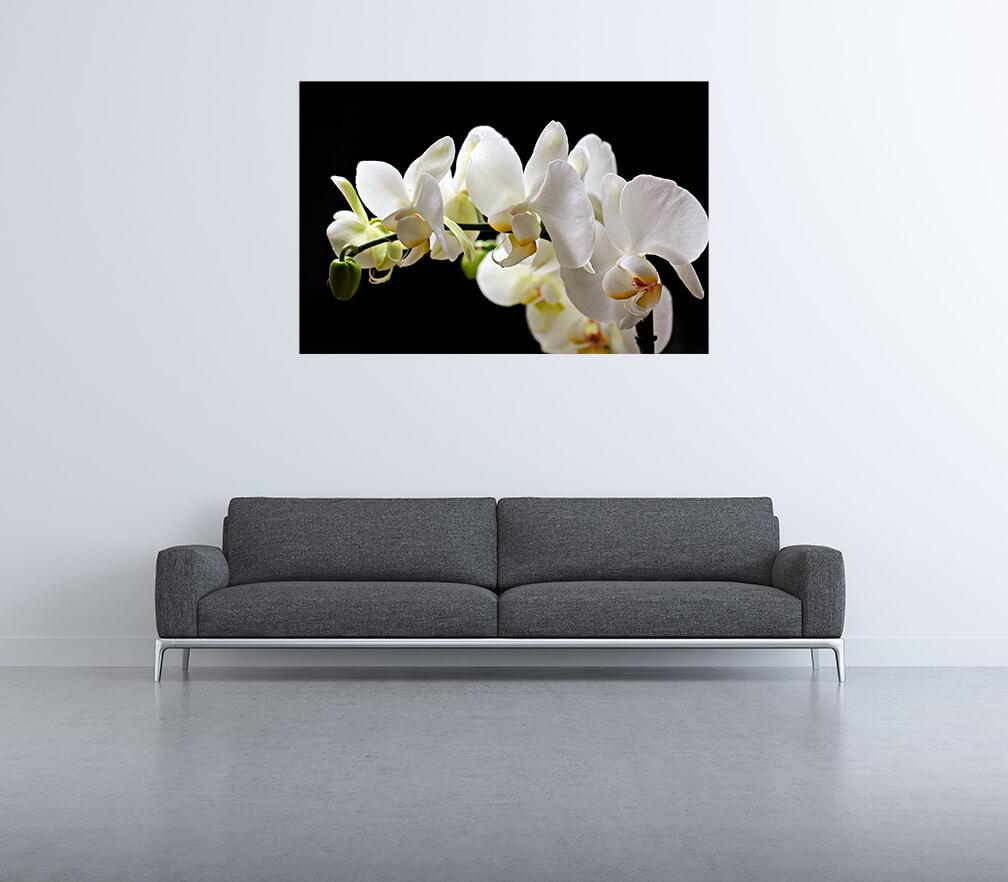 Obrazek Biała orchidea na czarnym tle 3