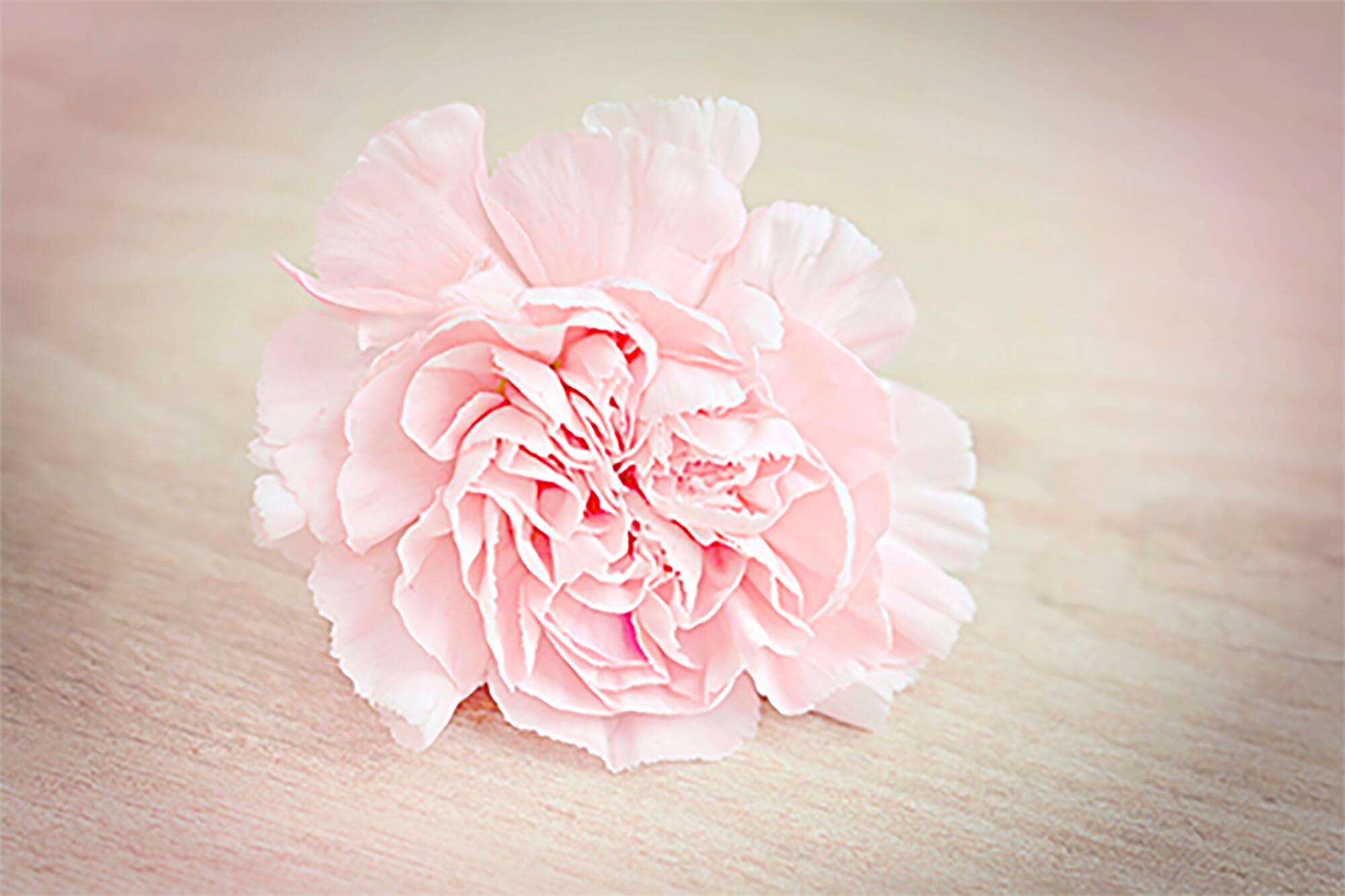 Pale pink carnation flower