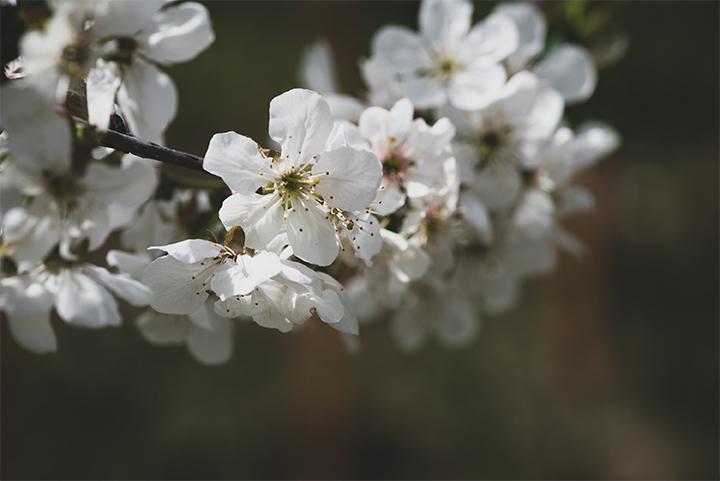 Bild Frühlingsblüte 2