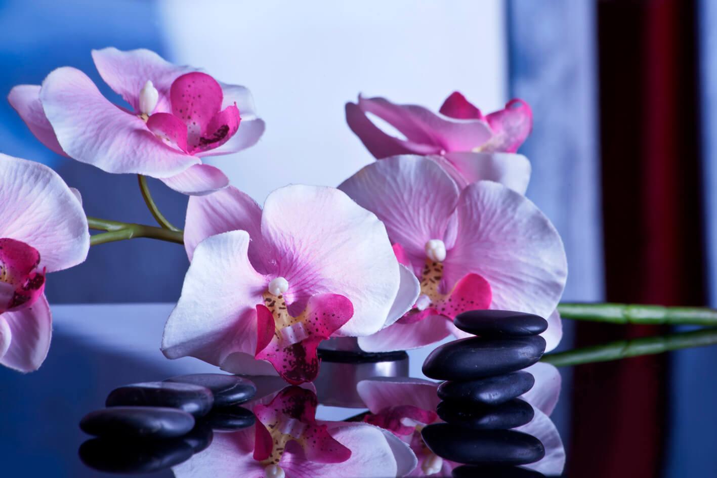 Rozā orhideja un akmeņi
