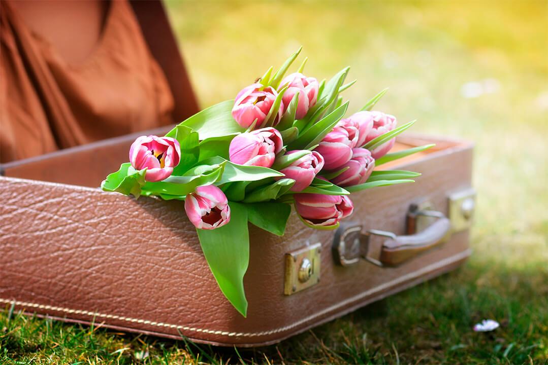 Tulpen in einem Koffer