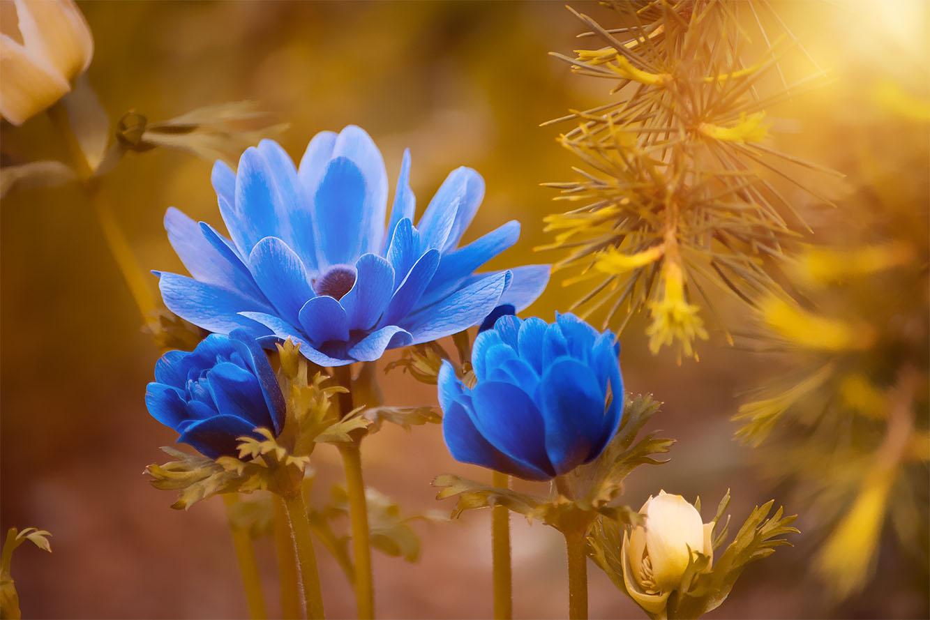 Blue anemones