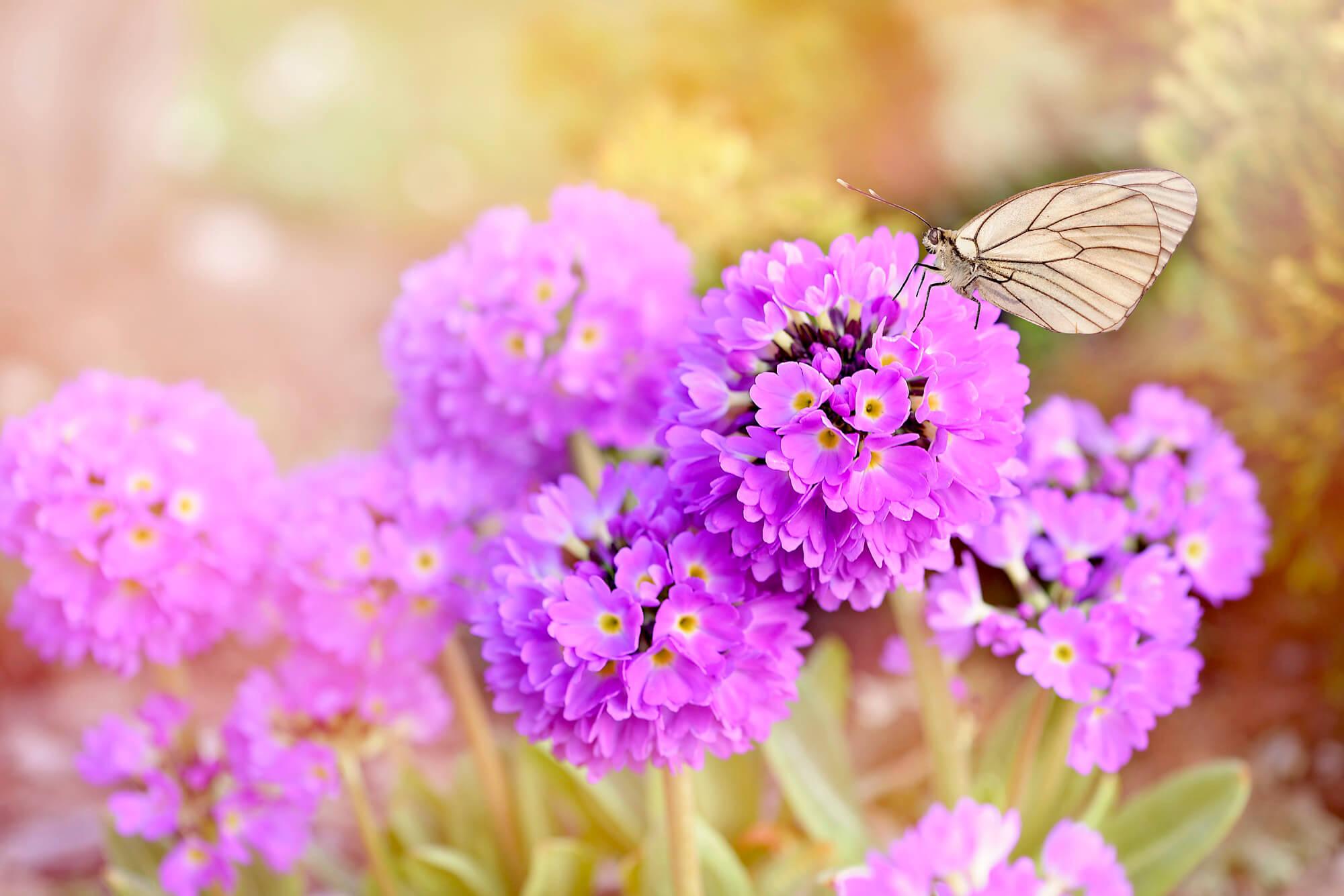 Kwiaty i motyl