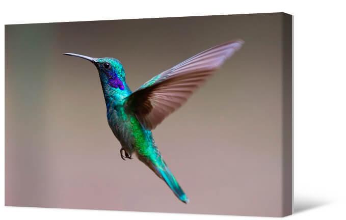 Picture Hummingbird