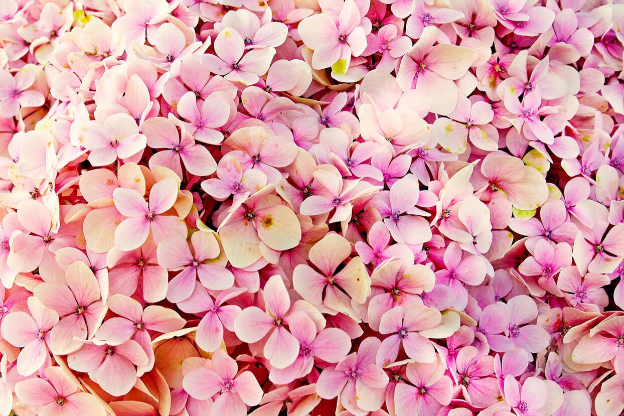Rozā hortenzija