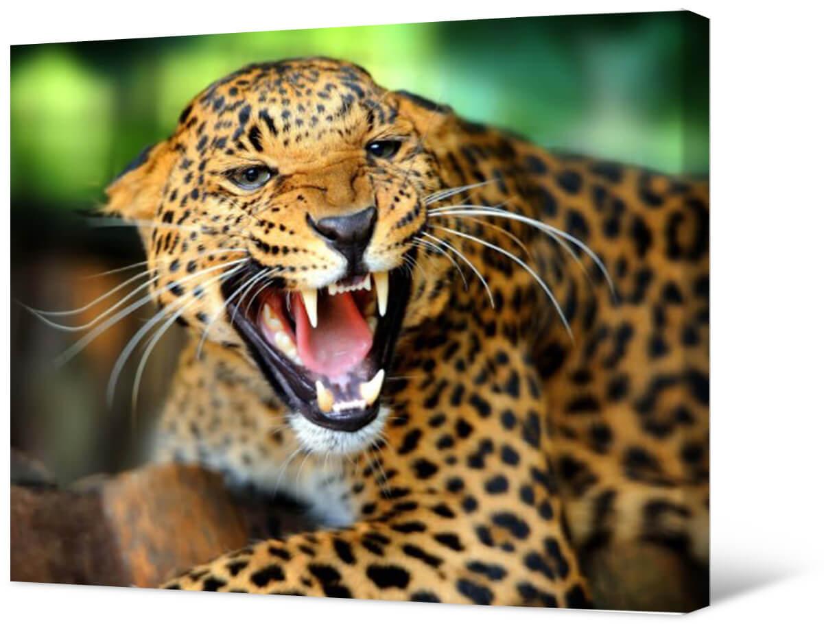Paveikslėlis Leopardas