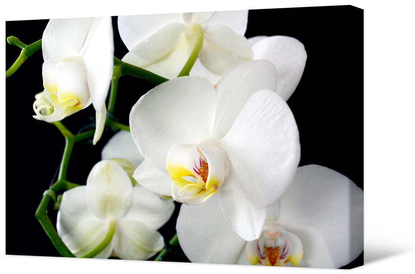 Baltos orchidėjų gėlės