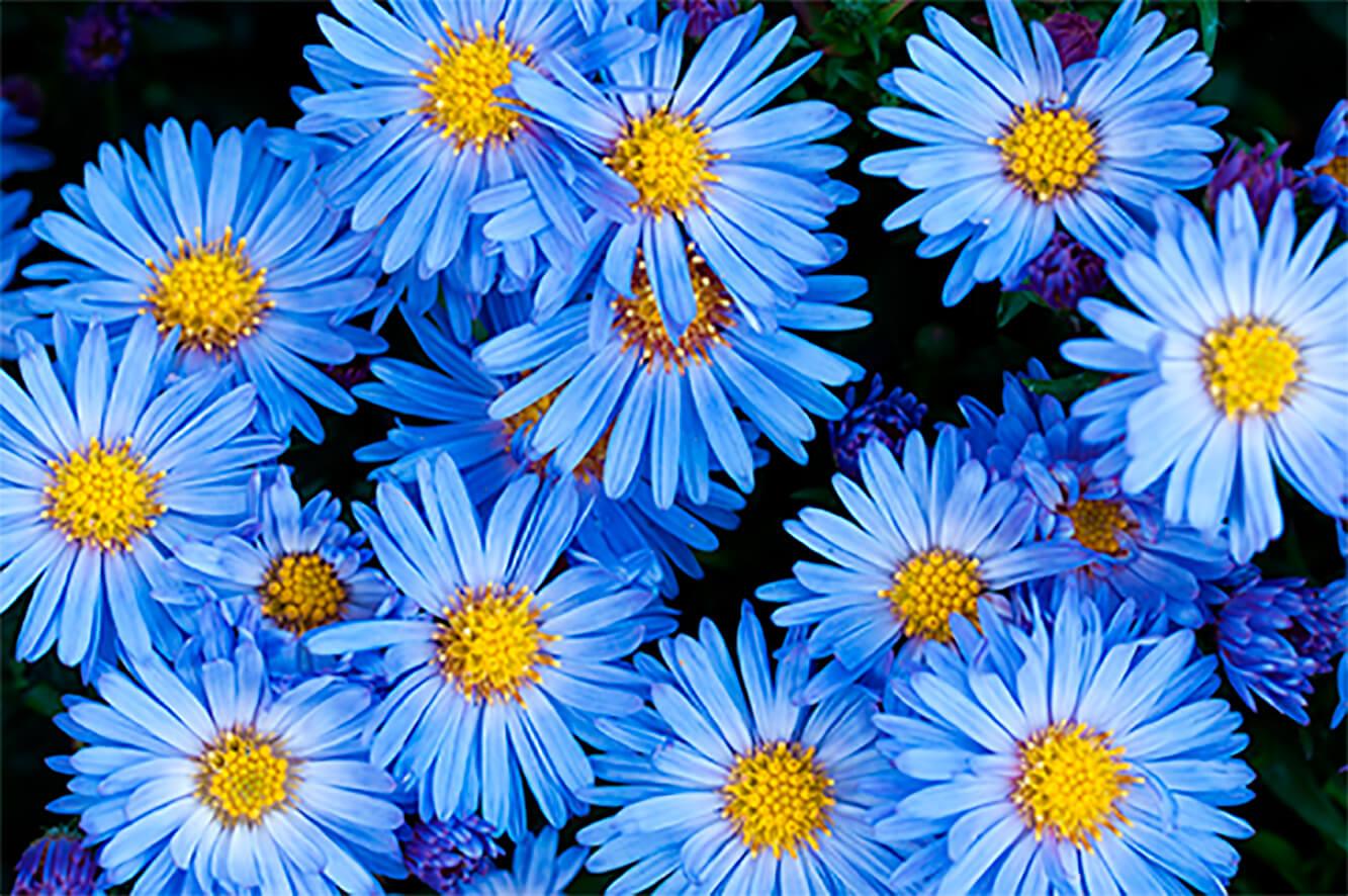 Blue asters