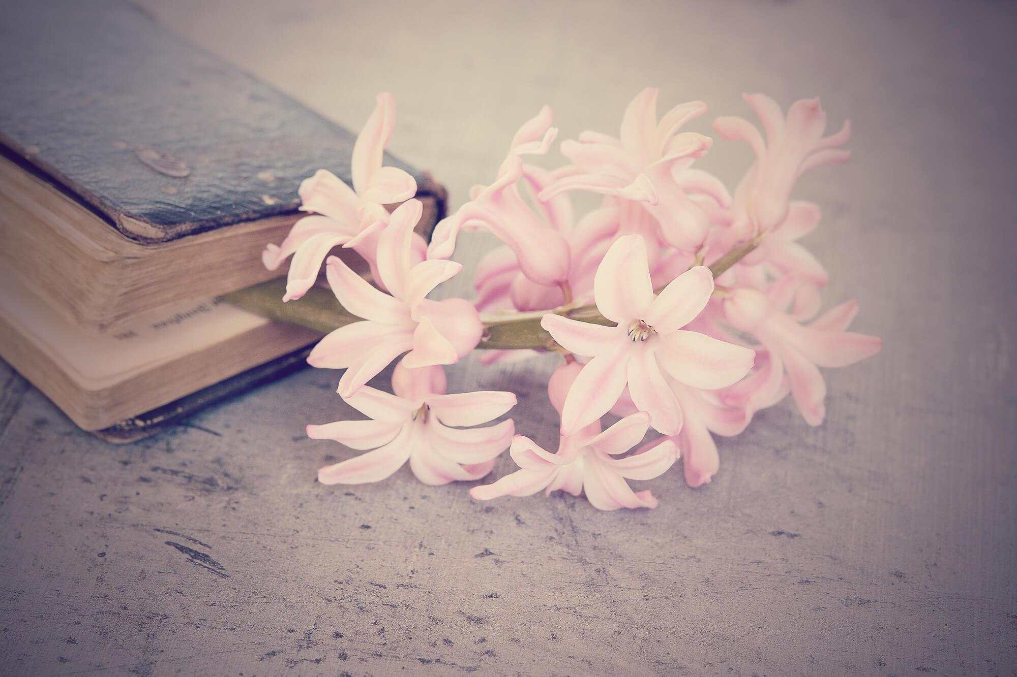 Pink hyacinth and book