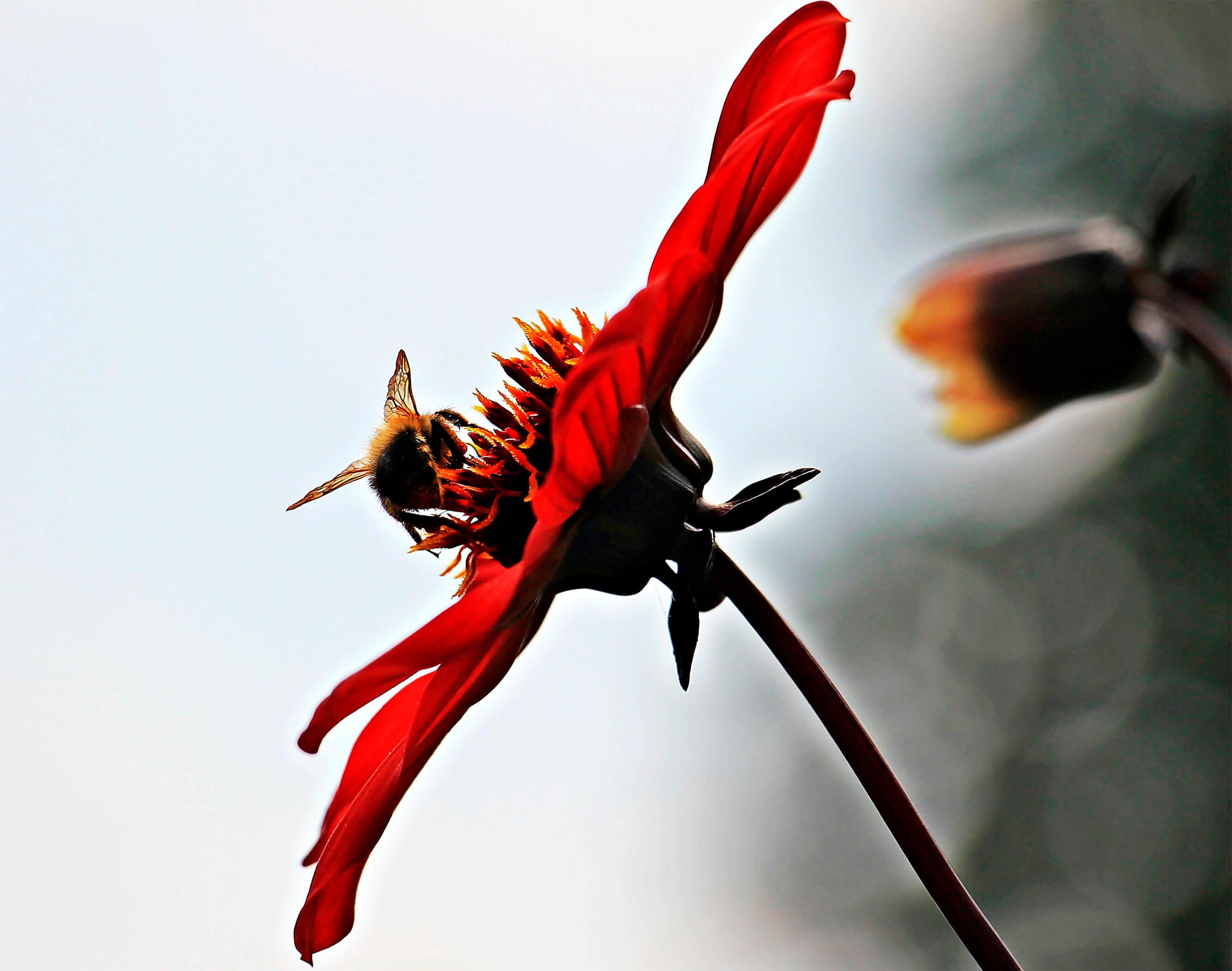 Obrazek Pszczoła na kwiatku 2