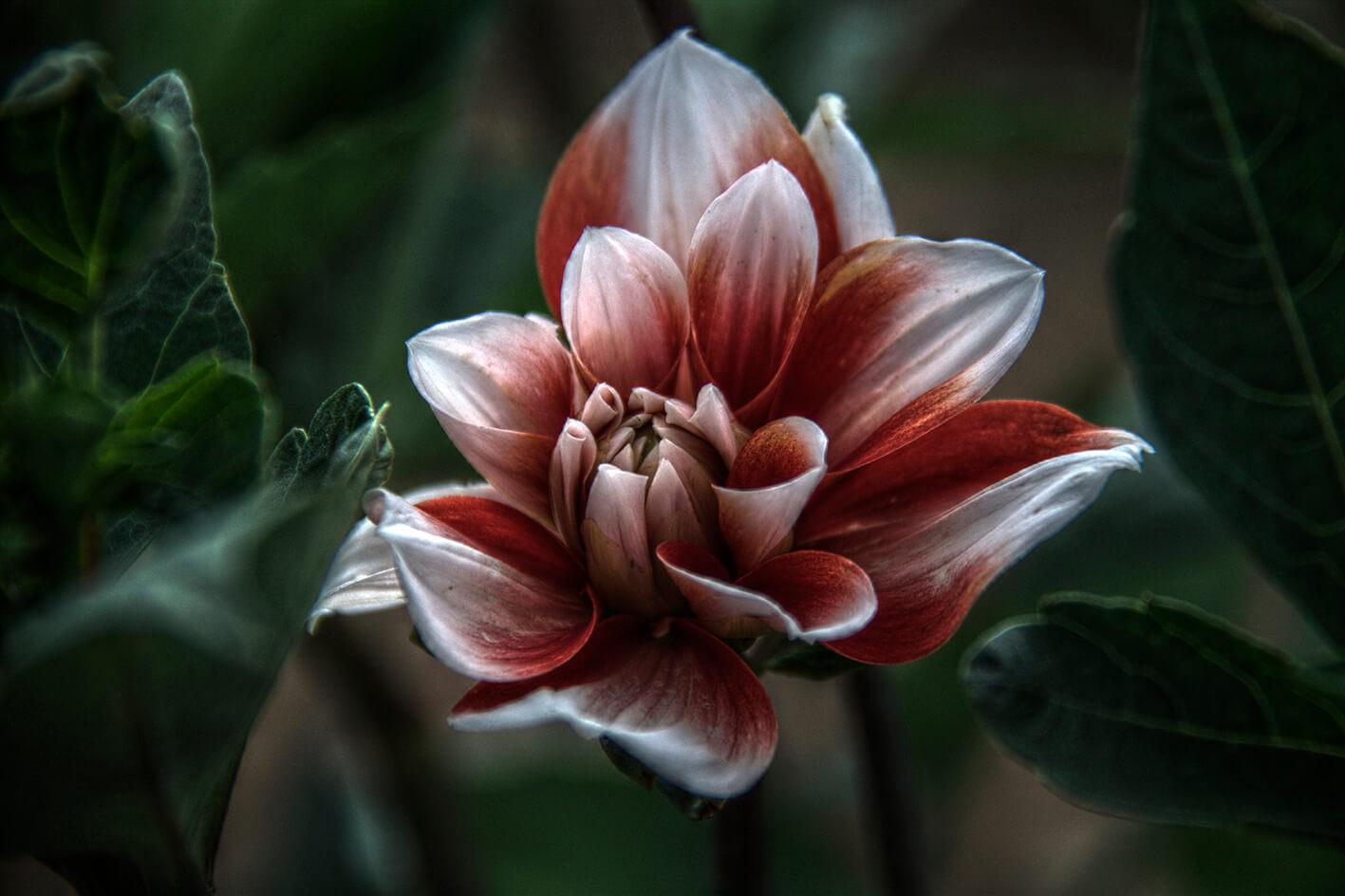 Red and white dahlia