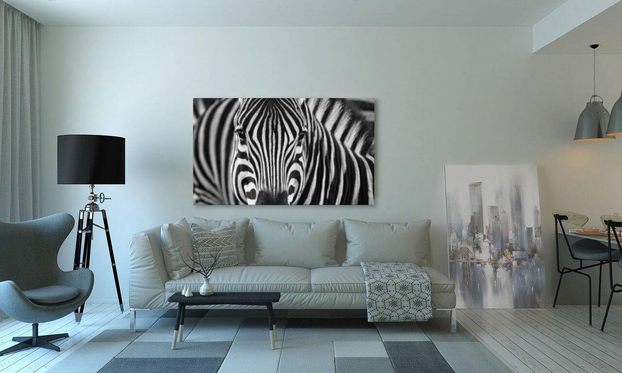 Zebrai