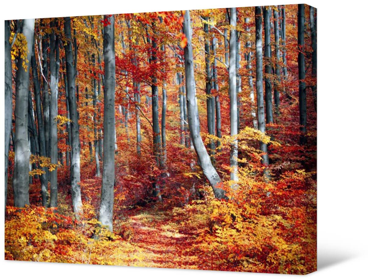 Фотокартина на холсте - Осенний лес