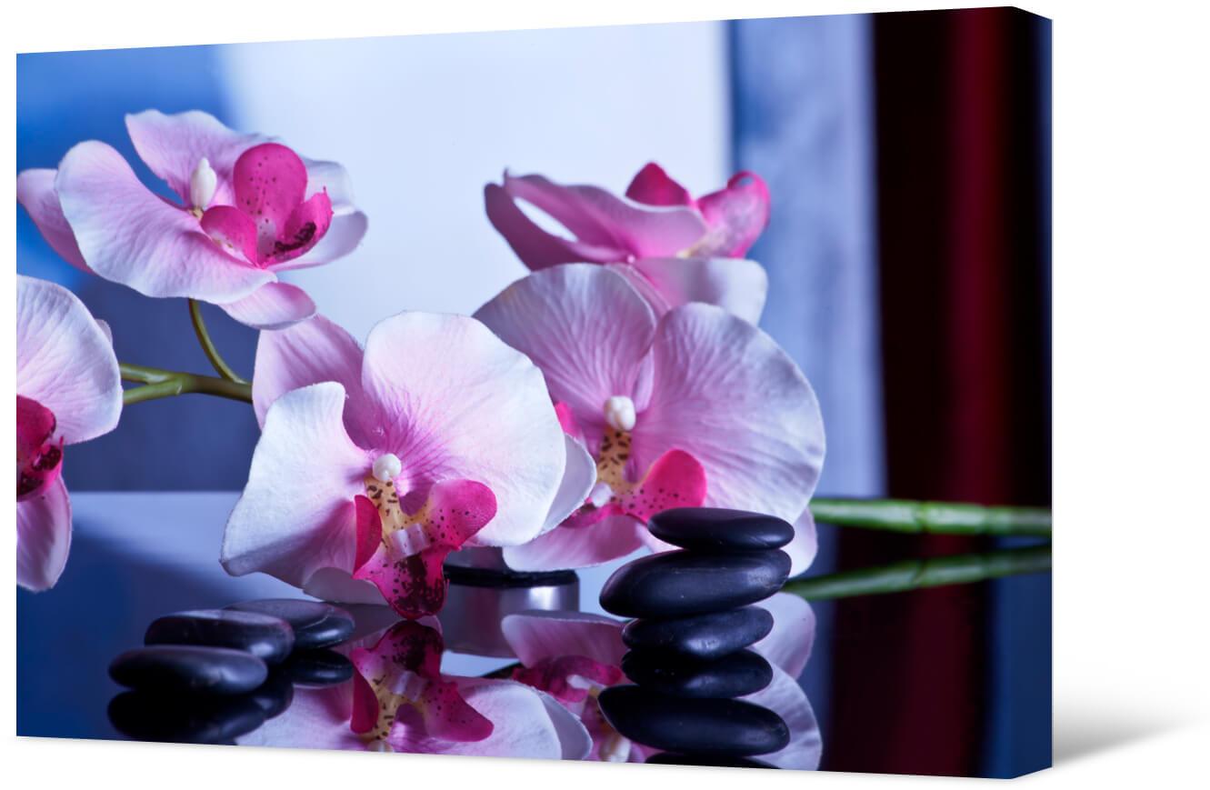Paveikslėlis Rožinė orchidėja ir akmenys